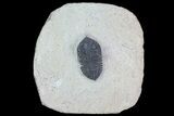 Bargain, Pseudocryphaeus (Cryphina) Trilobite #68668-1